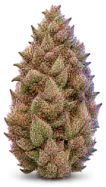 AI-generated illustration of a cannabis flower for the Pink Cookies page, not a photo of the strain