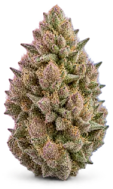 AI-generated illustration of a cannabis flower for the Pink Crack page, not a photo of the strain