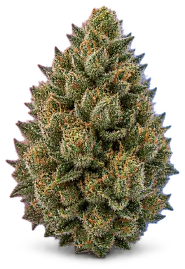 AI-generated illustration of a cannabis flower for the Platinum Cookies page, not a photo of the strain