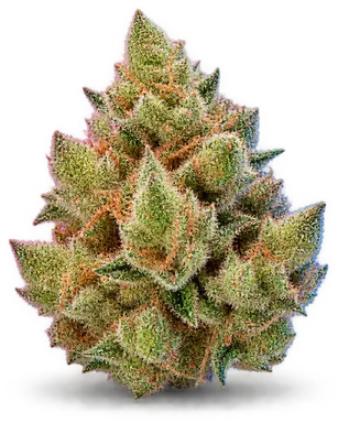 AI-generated illustration of a cannabis flower for the Platinum Garlic Mints page, not a photo of the strain