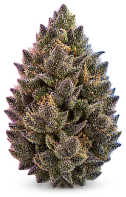 AI-generated illustration of a cannabis flower for the Plum Crazy page, not a photo of the strain