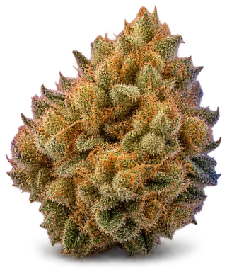 AI-generated illustration of a cannabis flower for the Pot Of Gold page, not a photo of the strain