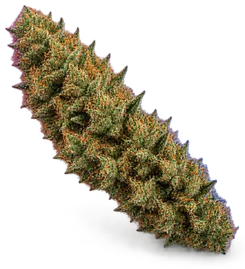 AI-generated illustration of a cannabis flower for the Primitivo page, not a photo of the strain