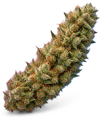 AI-generated illustration of a cannabis flower for the Primivito page, not a photo of the strain