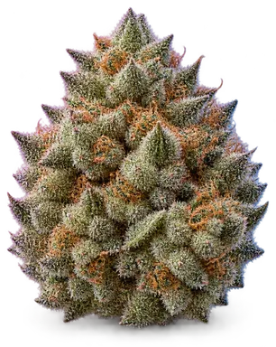 AI-generated illustration of a cannabis flower for the Prussian Sticks page, not a photo of the strain