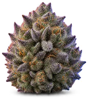 AI-generated illustration of a cannabis flower for the Purple Cactus page, not a photo of the strain