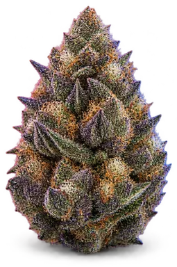 AI-generated illustration of a cannabis flower for the Purple Cough page, not a photo of the strain