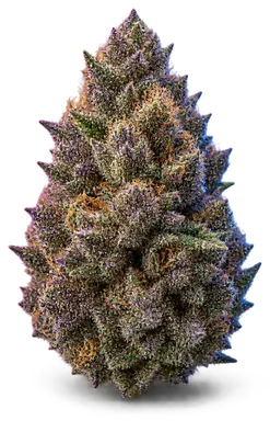 AI-generated illustration of a cannabis flower for the Purple Cream page, not a photo of the strain