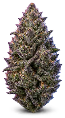 AI-generated illustration of a cannabis flower for the Purple Wifi 43 page, not a photo of the strain