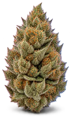 AI-generated illustration of a cannabis flower for the Pynk Mynk 2 0 page, not a photo of the strain