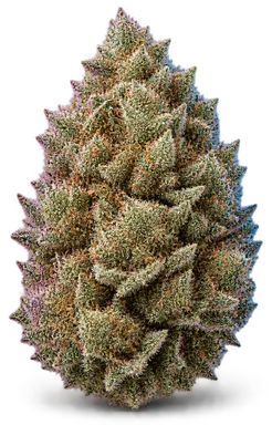 AI-generated illustration of a cannabis flower for the Pynk Mynk Lab page, not a photo of the strain