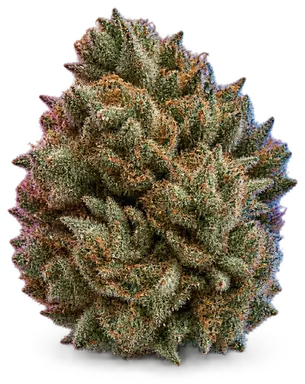 AI-generated illustration of a cannabis flower for the Rainbow Flame page, not a photo of the strain