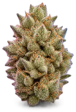 AI-generated illustration of a cannabis flower for the Rainbow Reality page, not a photo of the strain