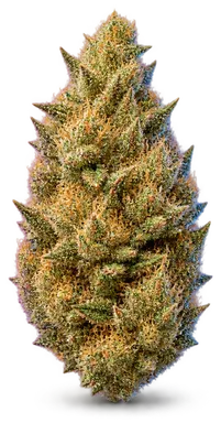 AI-generated illustration of a cannabis flower for the Rainbow Sherbet page, not a photo of the strain