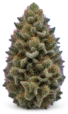 AI-generated illustration of a cannabis flower for the Ram's OG page, not a photo of the strain