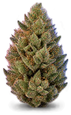 AI-generated illustration of a cannabis flower for the Rick Jamez page, not a photo of the strain