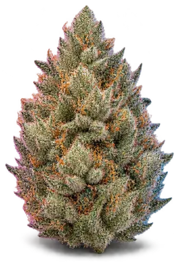 AI-generated illustration of a cannabis flower for the Rolls Choice OG page, not a photo of the strain