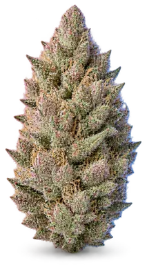 AI-generated illustration of a cannabis flower for the Rose Gold 2 page, not a photo of the strain