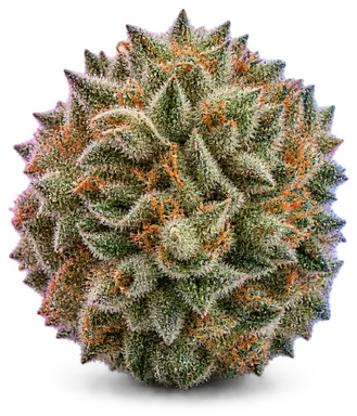 AI-generated illustration of a cannabis flower for the Roxanne page, not a photo of the strain