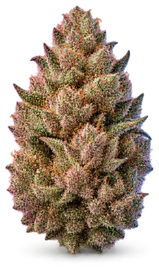 AI-generated illustration of a cannabis flower for the Royal Cherry Diesel page, not a photo of the strain