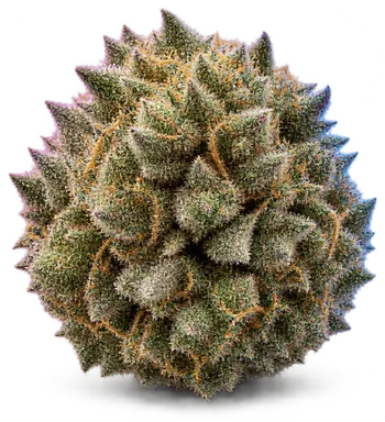 AI-generated illustration of a cannabis flower for the RS-11 page, not a photo of the strain