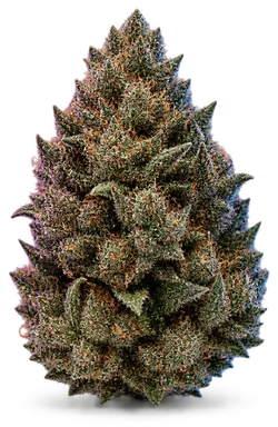 AI-generated illustration of a cannabis flower for the Rug Burn OG page, not a photo of the strain