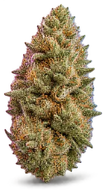 AI-generated illustration of a cannabis flower for the Ruggs Punch page, not a photo of the strain