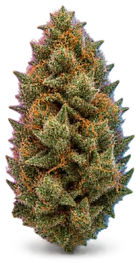 AI-generated illustration of a cannabis flower for the Runtz X Jealousy page, not a photo of the strain