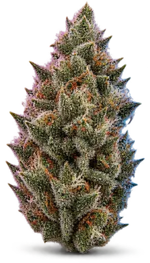 AI-generated illustration of a cannabis flower for the Salmon River OG page, not a photo of the strain