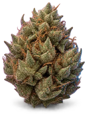 AI-generated illustration of a cannabis flower for the Sangiovese page, not a photo of the strain