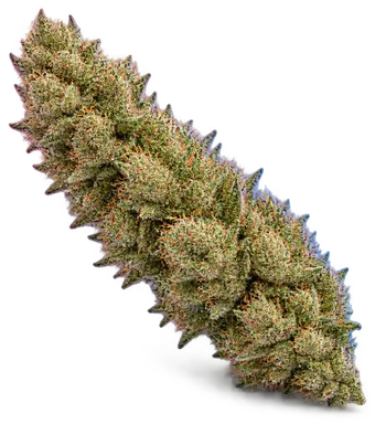 AI-generated illustration of a cannabis flower for the Scarlet Fire page, not a photo of the strain