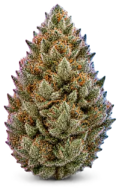 AI-generated illustration of a cannabis flower for the Scarlett Johansson page, not a photo of the strain