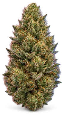 AI-generated illustration of a cannabis flower for the Scooby Snacks page, not a photo of the strain