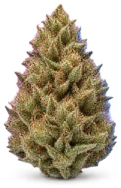 AI-generated illustration of a cannabis flower for the Sfvog A page, not a photo of the strain