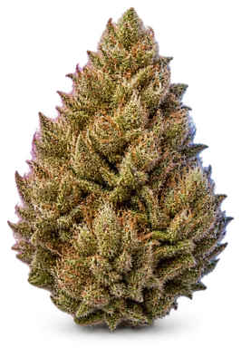 AI-generated illustration of a cannabis flower for the Sherb Crasher page, not a photo of the strain