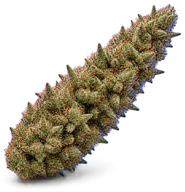 AI-generated illustration of a cannabis flower for the Shiraz page, not a photo of the strain