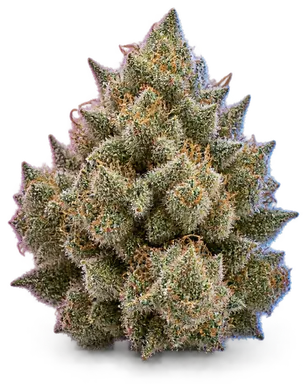 AI-generated illustration of a cannabis flower for the Shrieker page, not a photo of the strain