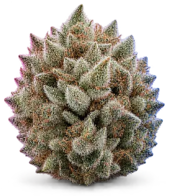 AI-generated illustration of a cannabis flower for the Silver Hawks Haze page, not a photo of the strain
