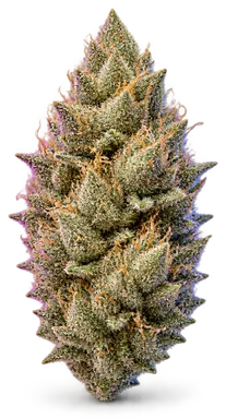 AI-generated illustration of a cannabis flower for the Silver Reserve page, not a photo of the strain