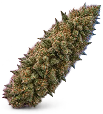 AI-generated illustration of a cannabis flower for the Sin City Cookies page, not a photo of the strain