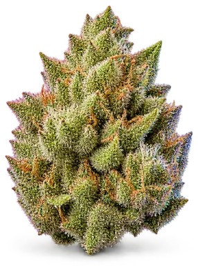 AI-generated illustration of a cannabis flower for the Sinmint Cookies page, not a photo of the strain