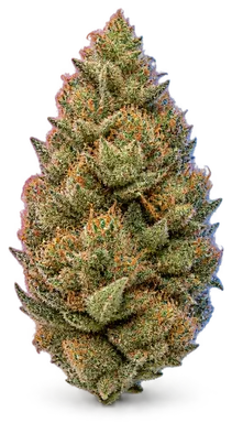 AI-generated illustration of a cannabis flower for the Skinny Minny page, not a photo of the strain