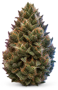 AI-generated illustration of a cannabis flower for the Sky Fuel OG page, not a photo of the strain