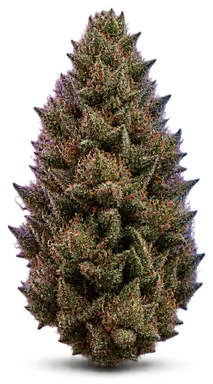 AI-generated illustration of a cannabis flower for the Sky Kush Cake page, not a photo of the strain