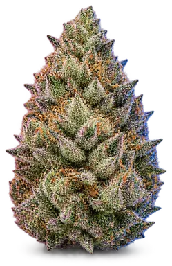 AI-generated illustration of a cannabis flower for the Slurricane page, not a photo of the strain