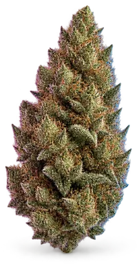 AI-generated illustration of a cannabis flower for the Slymer page, not a photo of the strain