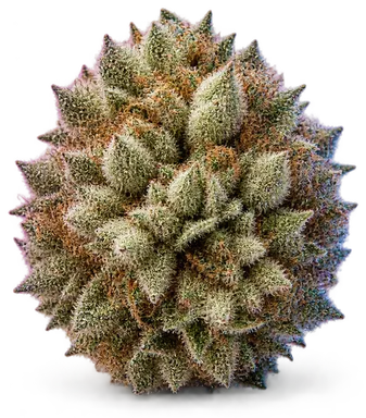 AI-generated illustration of a cannabis flower for the Snow Cone page, not a photo of the strain