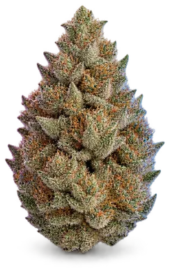 AI-generated illustration of a cannabis flower for the Snow Dog page, not a photo of the strain