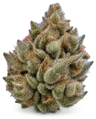 AI-generated illustration of a cannabis flower for the Soma Rosa page, not a photo of the strain