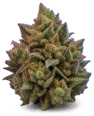 AI-generated illustration of a cannabis flower for the Sorbet Celebration page, not a photo of the strain